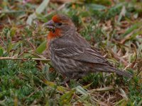 Finch3.jpg