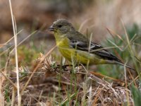 Goldfinch.jpg