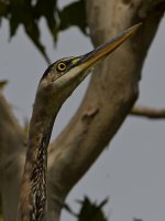BlueHeron.jpg