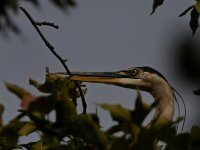 BlueHeron4.jpg