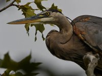 BlueHeron7.jpg