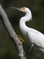 Egret4.jpg