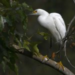 Egret5.jpg