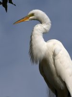 Egret7.jpg