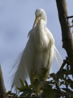 Egret9.jpg