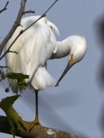 Egret11.jpg