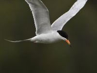 Tern8.jpg