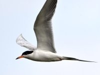 Tern2.jpg