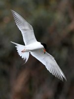 Tern5.jpg