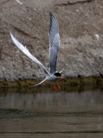 Tern9.jpg