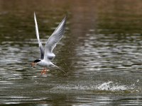Tern13.jpg