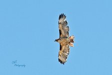 06-18-21-CR-_D501219-ON1.jpg