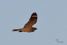 06-18-21-CR-_D501223-ON1.jpg
