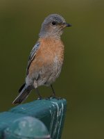 Bluebird.jpg