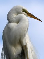 Egret2.jpg