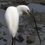 Egret8.jpg