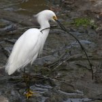 Egret9.jpg