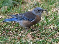 Bluebird.jpg