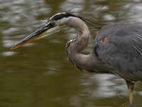 BlueHeron4.jpg