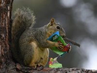 Squirrel3.jpg