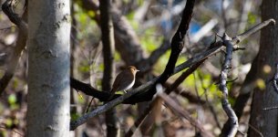 DSC_1039.jpg