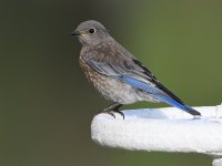 Bluebird.jpg