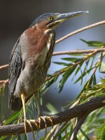 GreenHeron.jpg
