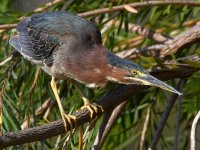 GreenHeron11.jpg