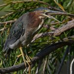 GreenHeron14.jpg