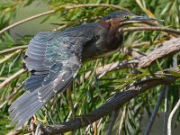 GreenHeron15.jpg