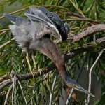 GreenHeron17.jpg
