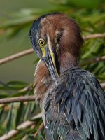 GreenHeron31.jpg