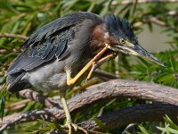 GreenHeron34.jpg