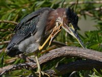 GreenHeron38.jpg