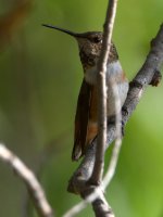 Hummer.jpg