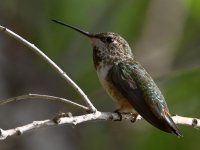 Hummer2.jpg