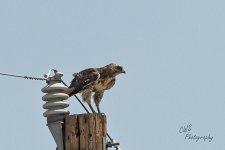 06-21-21-CR-_D501291-ON1.jpg