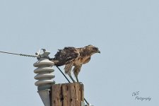 06-21-21-CR-_D501296-ON1.jpg