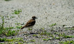 DSC_0657.jpg