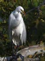 Egret.jpg