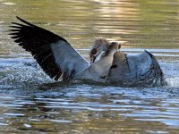 Geese6.jpg