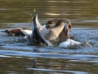 Geese10.jpg