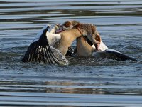Geese14.jpg