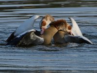 Geese16.jpg
