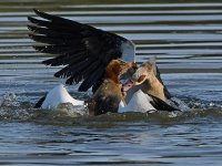 Geese18.jpg