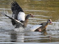 Geese19.jpg