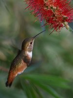 Hummer.jpg