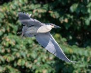 NightHeronFlight-923.jpg