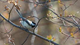 DSC_0797.jpg