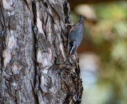 DSC_4041.jpg
